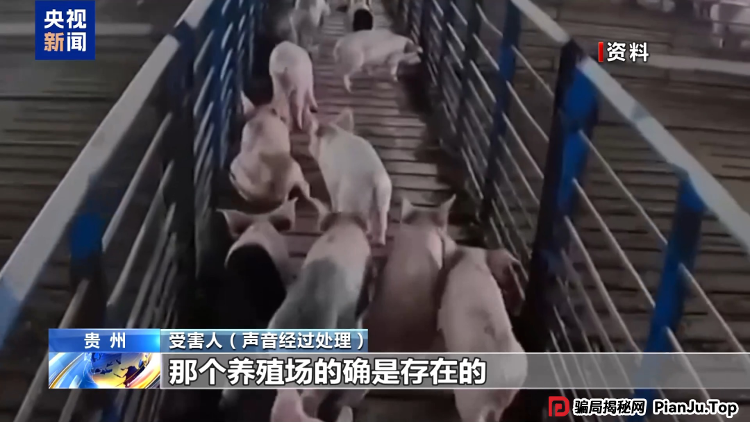 【金融普法】假养猪 真骗局 警惕披着“云养经济”外衣的非法集资(3) 【金融普法】假养猪 真骗局 警惕披着“云养经济”外衣的非法集资(3)